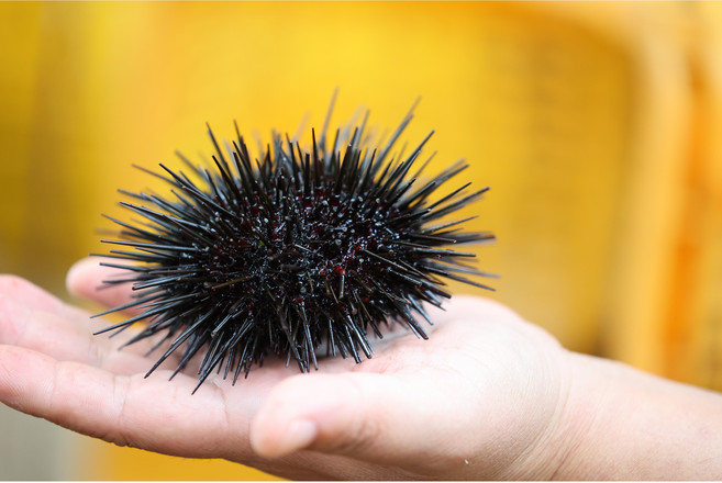 [프리미엄등급] 입소문 난 바다의 선물 포항 구룡포 성게 우니, 1세트, 500g(포항구룡포생물성게알우니)