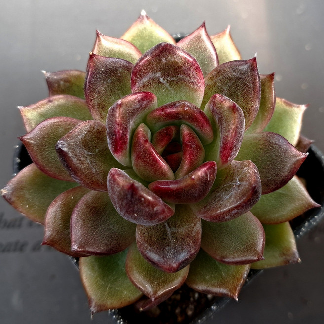 예쁜 다육식물 56가지 모아보기, 35번-오렌지에일, 1개