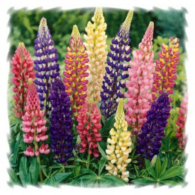 [꽃씨]루피너스, 러셀 믹스 : 10립, 1개