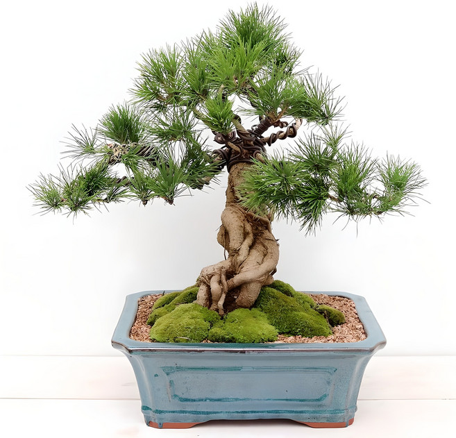 풀빛누리 소나무 분재 진백, 02.해송분재sizeUP, 1개