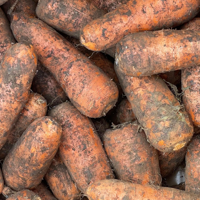 [산지초특가] 아삭하고 달콤한 국내산 구좌당근 당일발송, 1박스, 구좌당근 10kg(왕)