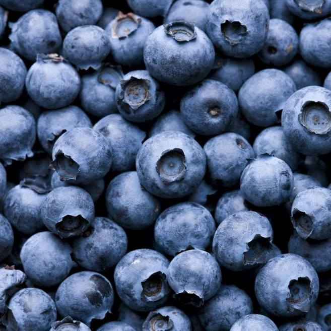 국산 국내산 생블루베리 생과 농장직영 당일수확 블루베리 중과, 1세트, 100g