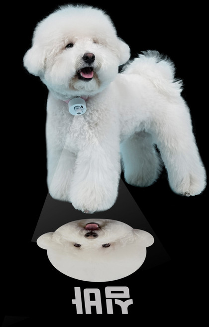 고고빔 강아지 야간산책 인싸템 LED 목걸이 얼굴 커스텀 조명 사진형, 1개