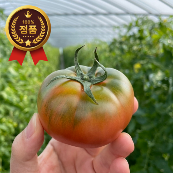 [백화점납품] 산지직송 제철 못난이 부산 대저 토마토 대저토마토, 1박스, 2.5kg (못난이)