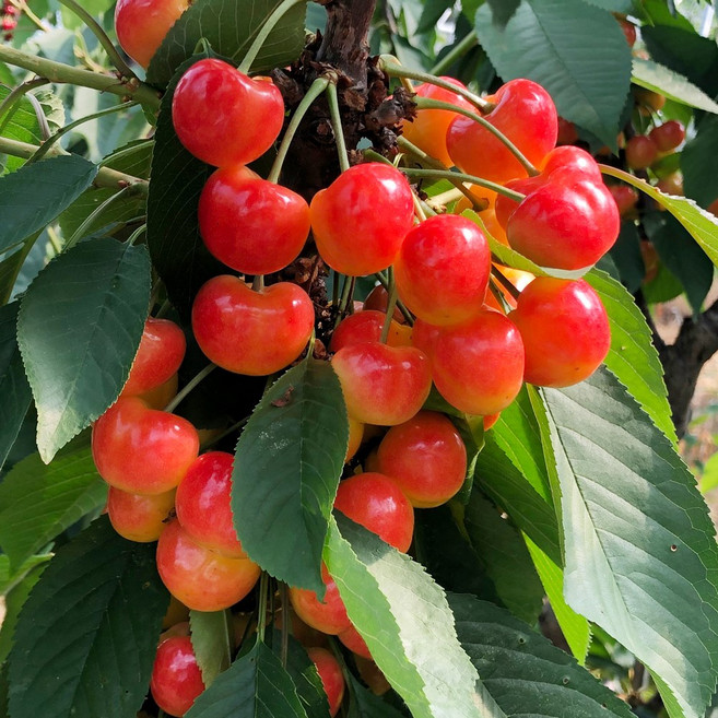 국산 체리 레이니어 체리 1kg