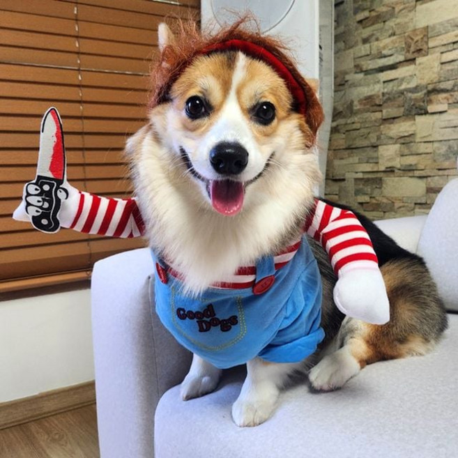 강아지 할로윈 옷 코스튬 애견 처키 S 의류 코스프레 의류 코스프레 고양이 귀여운 웃긴+노드커머스Shop, 빠른배송
