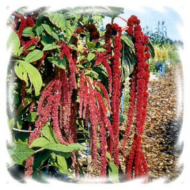 [꽃씨]아마란사스(아마란스), 레드테일 : 30립, 1개