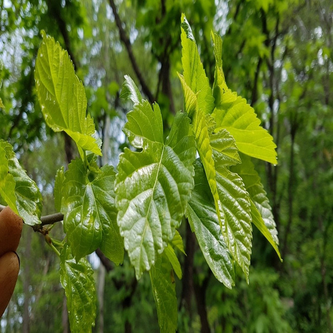 [산지농가직송]충남서산 뽕잎 생뽕잎, 500g, 1개