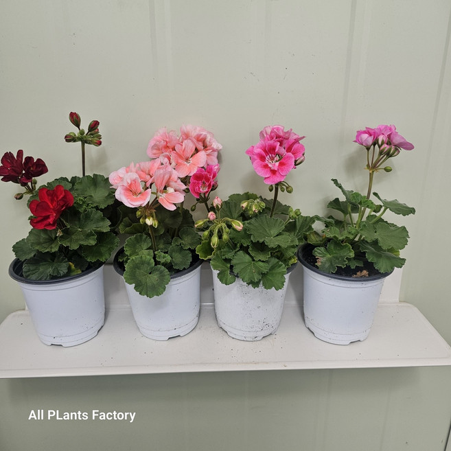 2개발송 묶음발송 페라고늄 제라늄 소품 허브 변리허브 공기정화 식물학박사, 1개