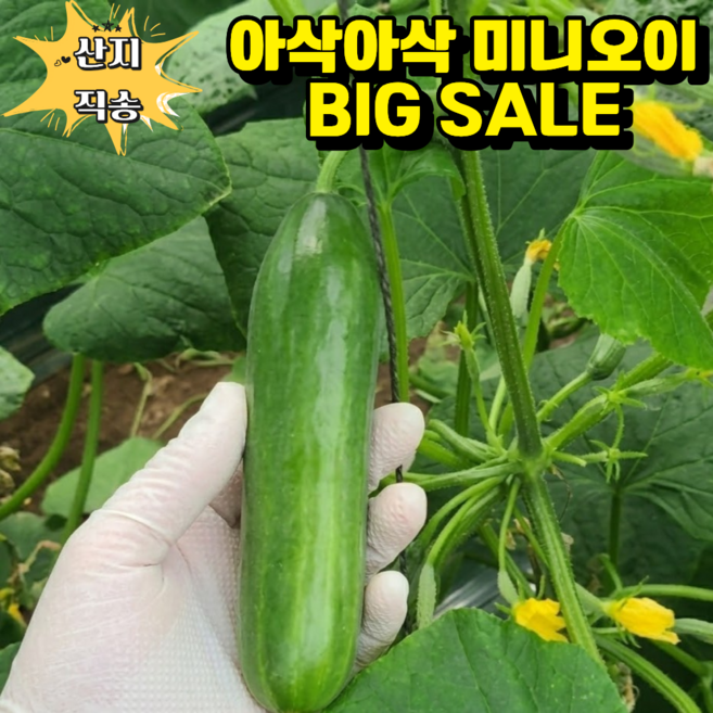 국내산 미니오이 아삭아삭 수분 가득 안주 간식으로, 1세트, 500g