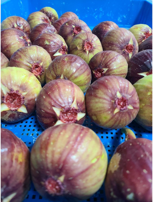 GAP 영암 무화과 청무화과 우수관리인증 희망농원, 1개, 냉동 홍무화과 1kg