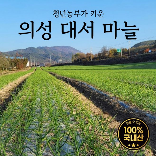 [산지직송] 2026 의성 햇마늘 통마늘 대서마늘, 1개, 5kg - 대(지름 5cm 내외 / 75개 내외)