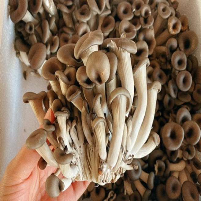 느타리버섯 2kg 특, 1개, 2