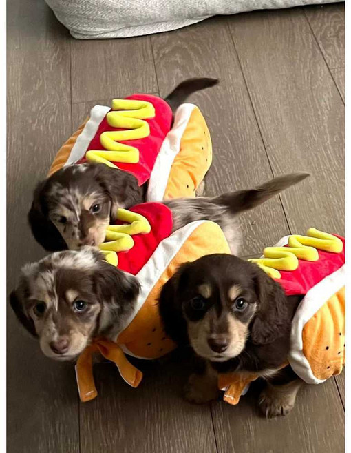 닥스훈트 핫도그 옷 코스프레 재밌는 따뜻한 겨울, 1개, 상세 페이지 참고