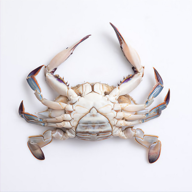 2026년 선동 봄 암꽃게 소 1KG, 26년 선동 봄 암꽃게 소, 1개