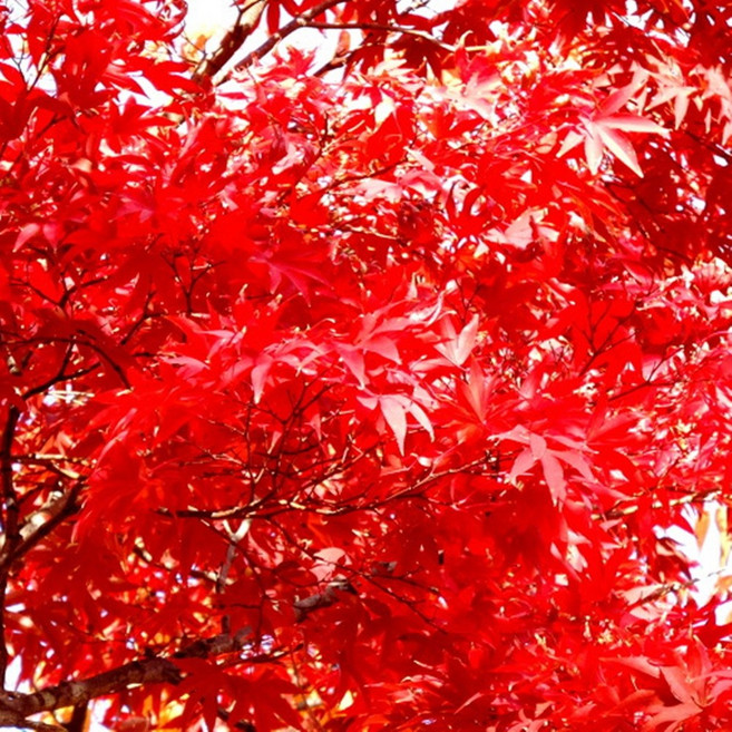 단풍나무 내장산 청단풍나무, 1개, 내장산애기청단풍나무