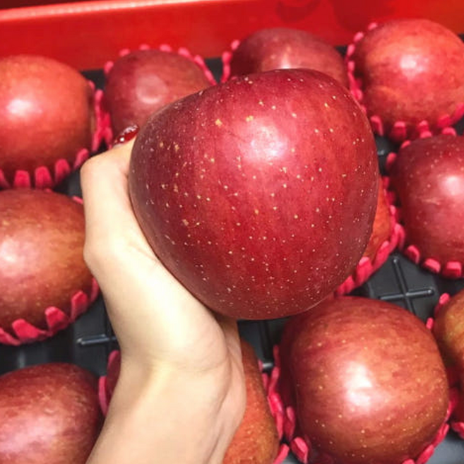 [5키로+5키로] 예산 고랭지 꿀폭탄 햇 부사 사과 대과 (총 10키로 발송), 1박스, 10KG