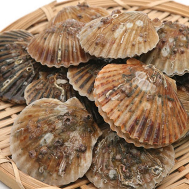 푸릇푸릇 남해안 홍가리비2kg, 1개