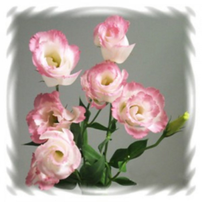 [꽃씨]리시안서스(꽃도라지), 1개