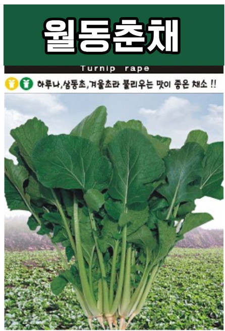 자재1번가 월동춘채 씨앗 5000립 하루나 삼동초 씨, 1개