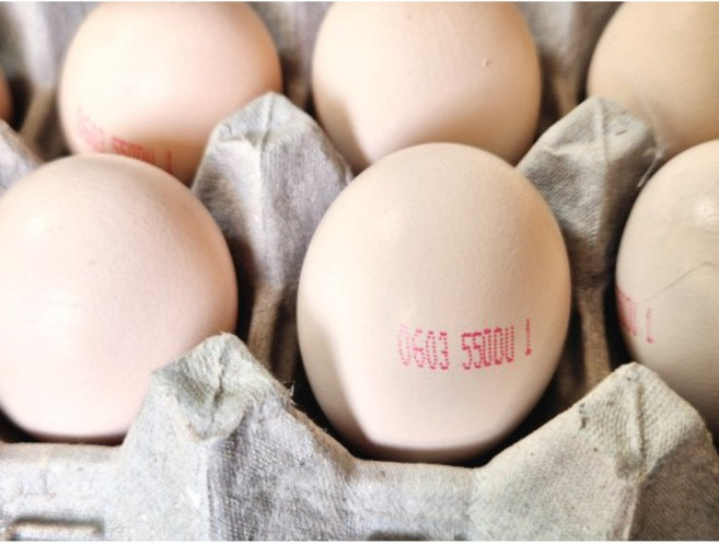 [난각1번] 자연방사 백봉오골계 종란 10알 부화용 [원산지:국산(경상북도 예천군)], 1개