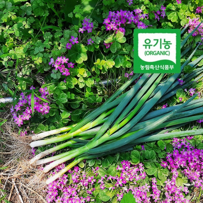 엔젤농장 유기농 대파 흙대파 생대파, 1개, 1kg