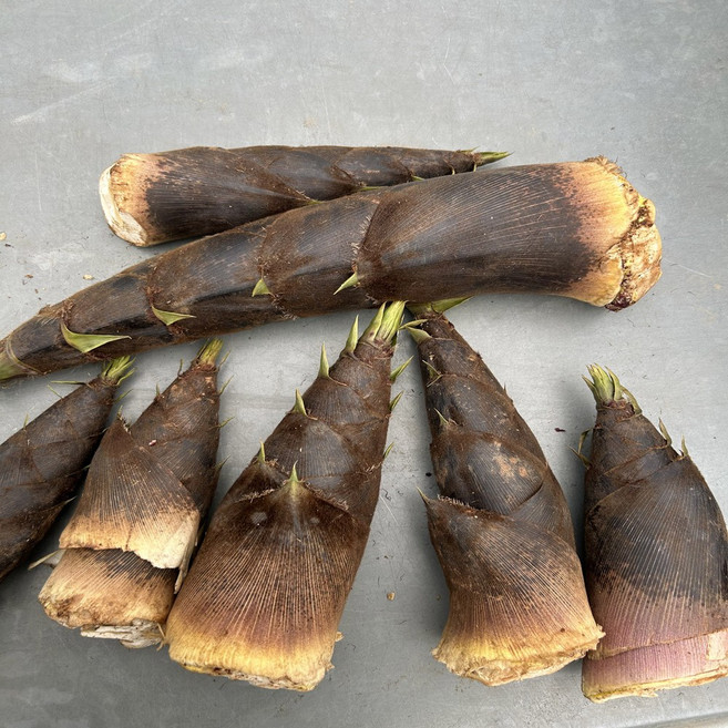 희망농산 거제도 햇죽순 맹종죽순 분죽 생죽순, 5kg, 1박스