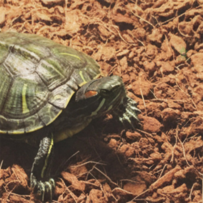 지그미니 습지 사막생물 바닥재 매트 개구리바닥재