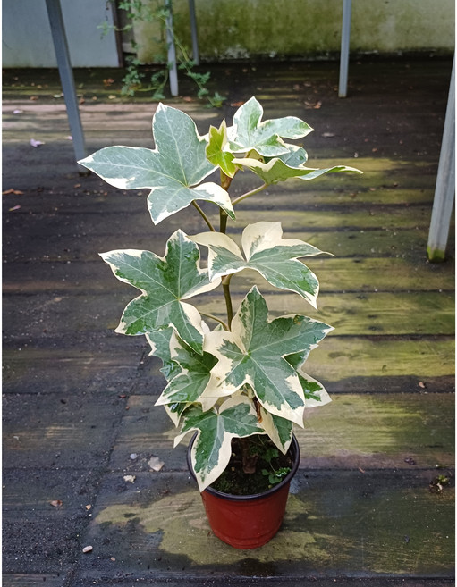 행복한꽃순이/목대헤데라무늬아이비