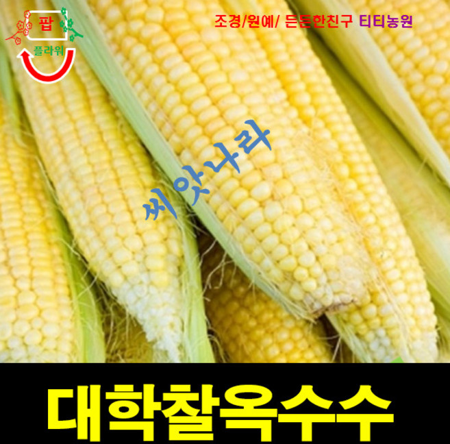 (씨앗나라) 대학찰옥수수 씨앗 80립 오리지널 맛좋은 옥수수, 1개
