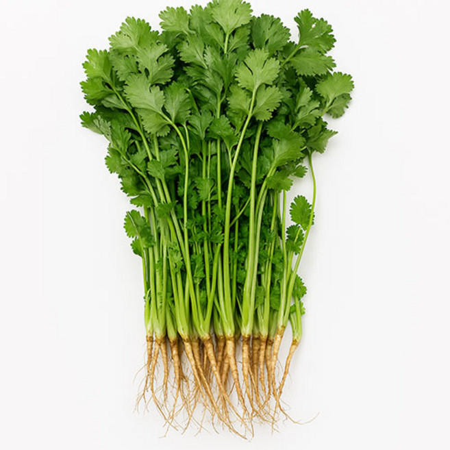 쉐프의정원 농장에서 바로 고수 200g, 1개