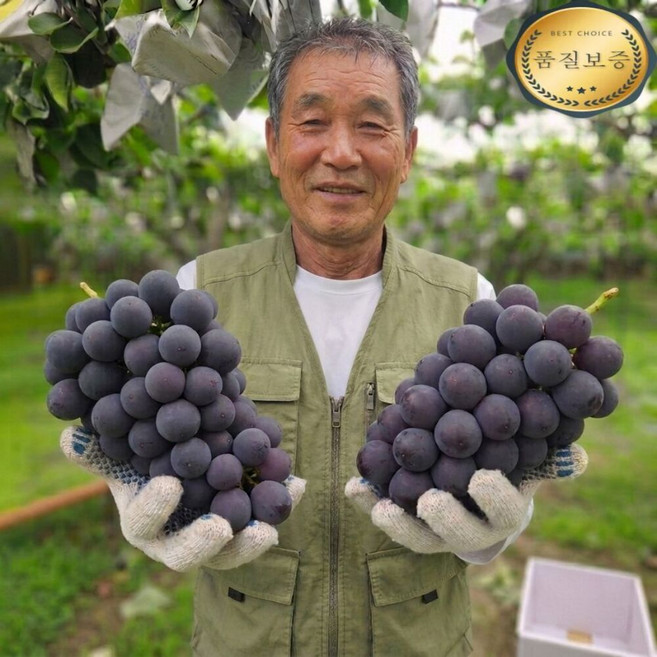 [생산자직송] 최상급 국내산 고당도 거봉, 1박스, 2kg