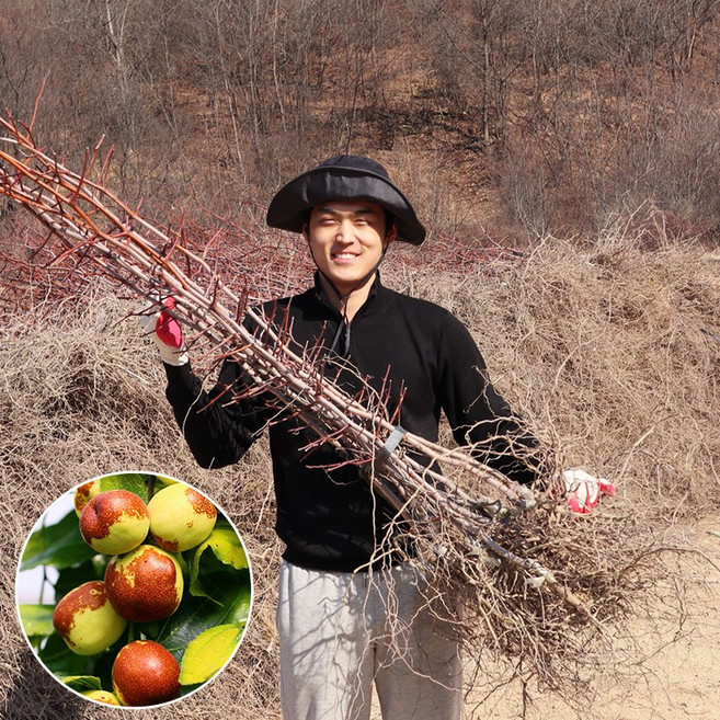 대추나무 묘목 접목1년생 뿌리2년 (왕대추 복조 사과대추), 왕대추 중묘, 1개