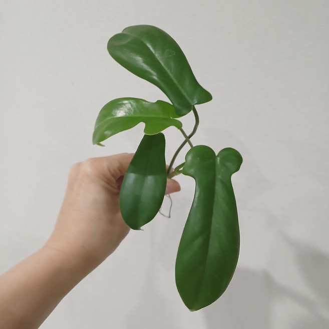 플로리다 뷰티 그린, 1개