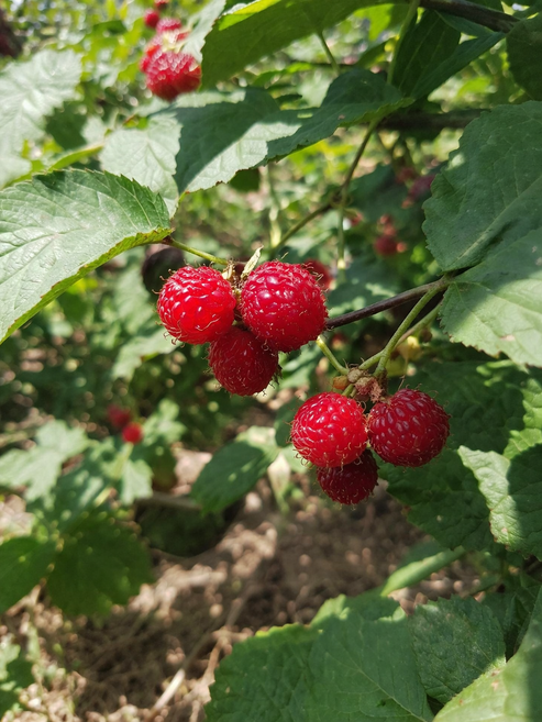 2026년 제철 생 산딸기 250g 국내산 산지직송 신선과일 오전6시 이전 결제 당일발송 (주말 공휴일 제외), 4개
