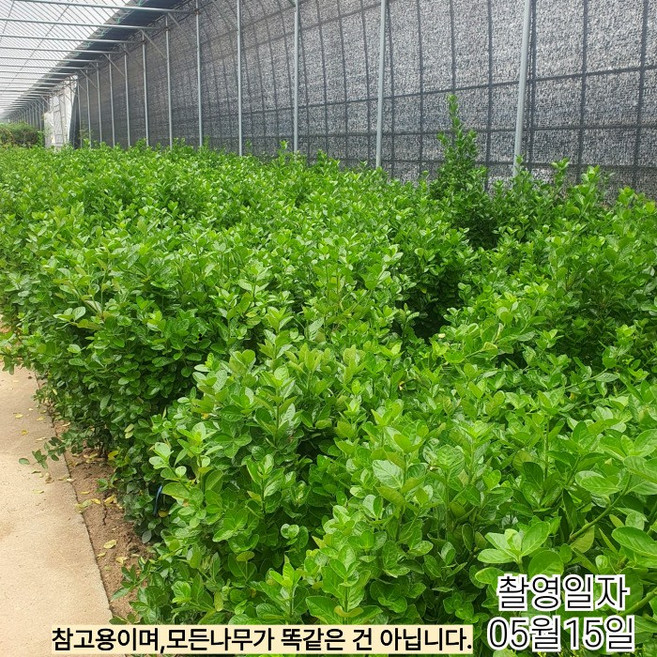 목하원예조경 사철나무 울타리 경계수 사철 묘목 (수고 100cm 전후) 한 묶음 (10주), 1세트