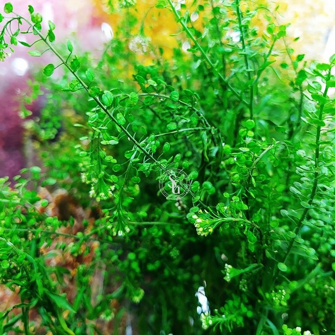 에코(echo) 프리저브드용액 줄기 그린 전용용액, 1L, 네츄럴투명