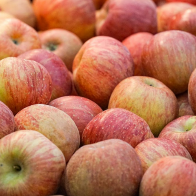 안동 꿀 부사사과 못난이 사과, 1개, 10kg(중대과)