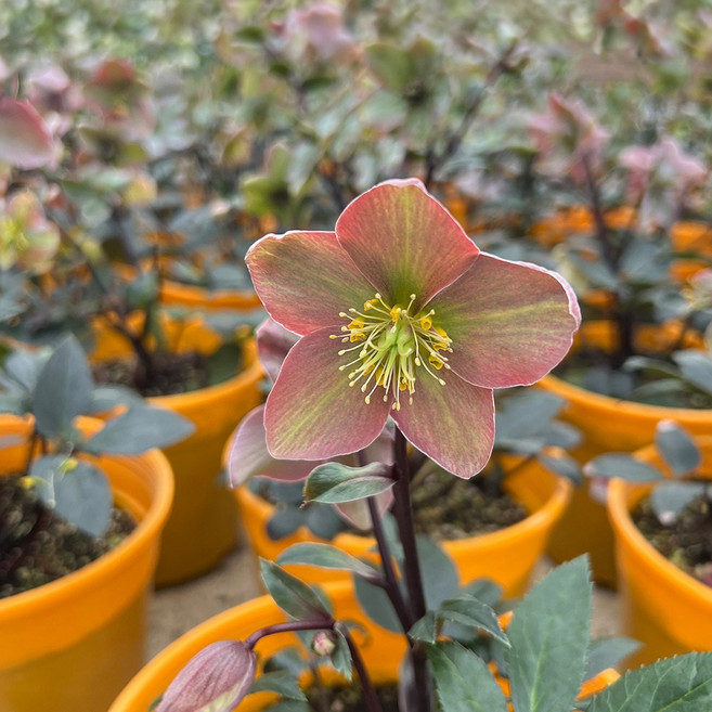 헬레보루스 식물 모종 중품 마이플랜트, 1개