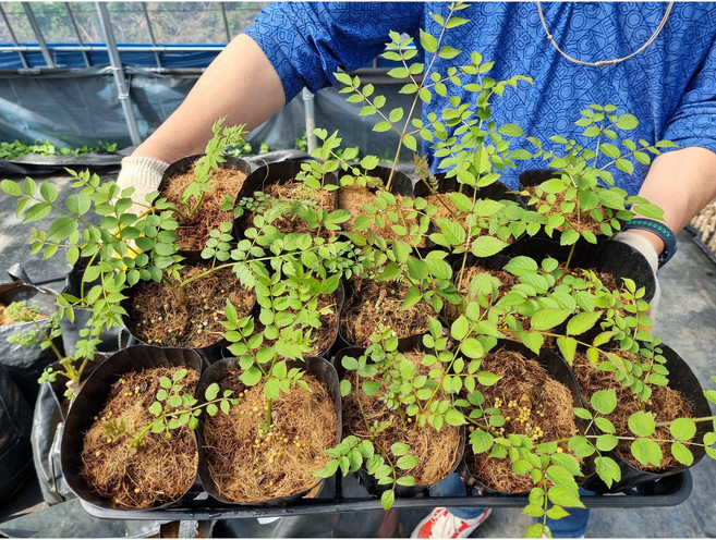 신구 두릅 포트묘 100주 촉성재배 두릅나무 묘목 모종 근삽묘 (예약판매), 1개