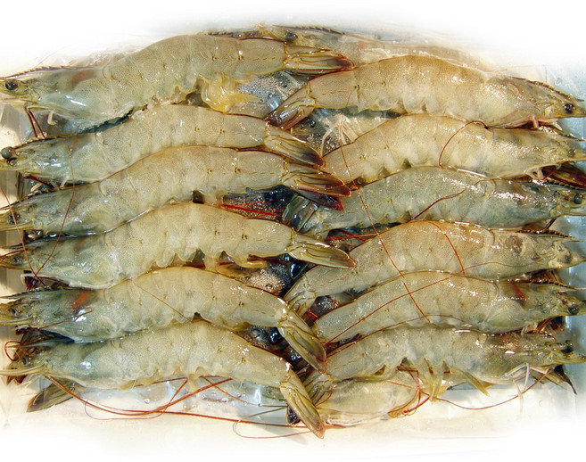 화이트새우 흰다리새우 30미, 1개, 500g
