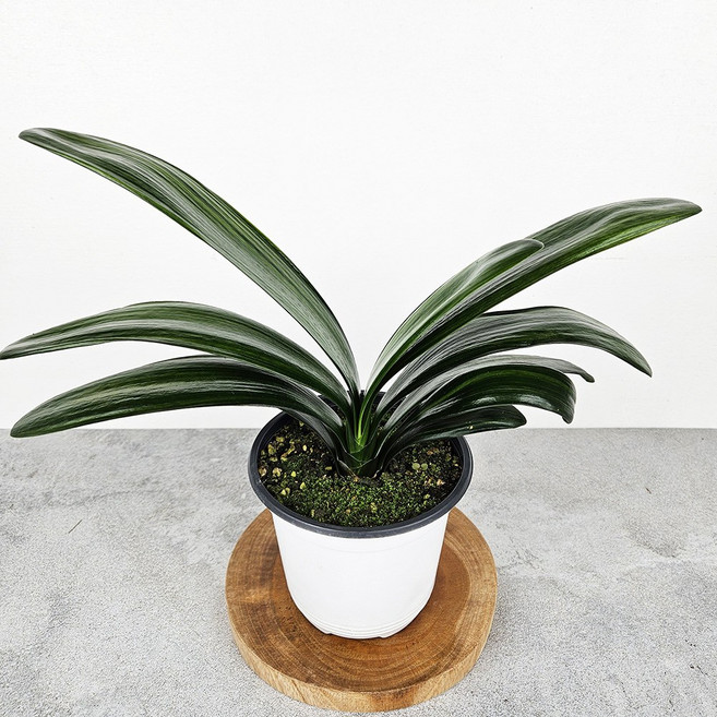 아비가든 군자란 승진 개업 동양란 서양란 키우기쉬운식물, 1개