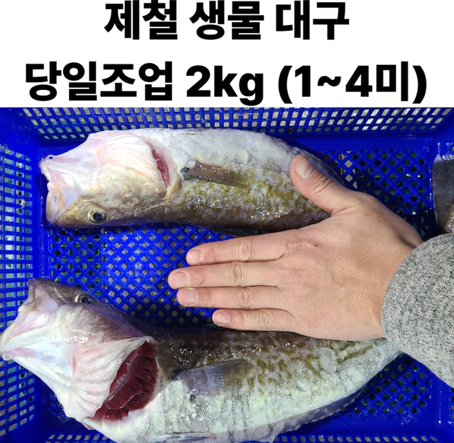 국내산 생물 대구 당일조업 직송 대구살 생대구 생선, 1세트, 2kg