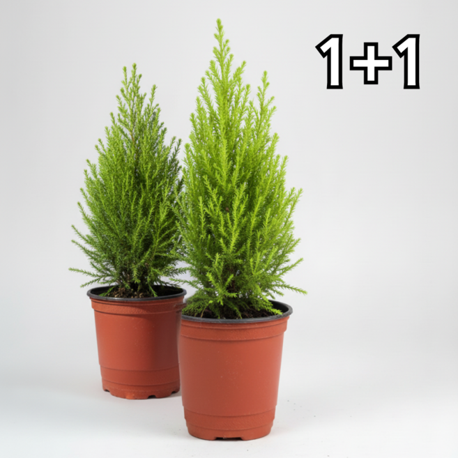 앙플랜트 실내 화초 공기정화식물 나무 율마, 율마 기본플라스틱포트 (1+1)