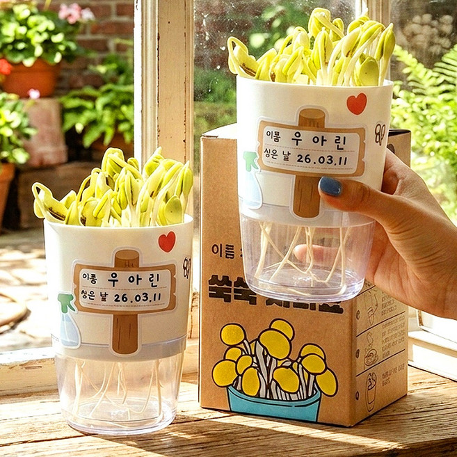 어린이집 콩나물 키우기 키트 집에서 유치원 어린이 초등 재배기 세트 식목일 체험 활동, 콩나물 키우기 키트(m)