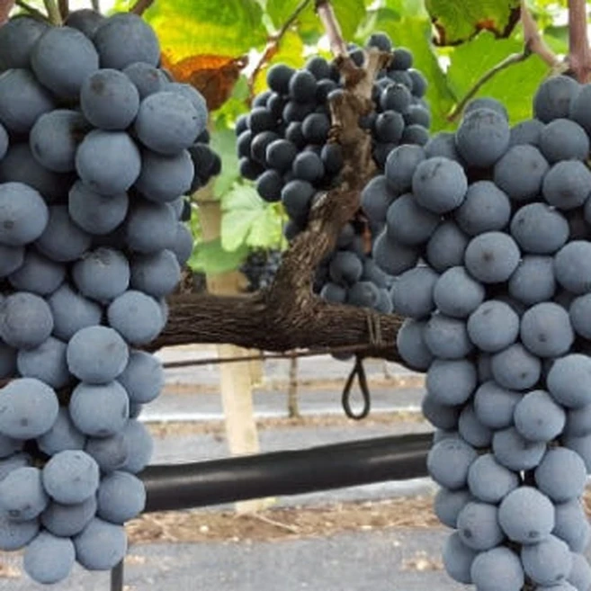 <장원농원>포도나무 묘목 캠벨포도 삽목 2년생 상묘 1/캠벨포도나무 2년생 60cm~이상 특묘 1, 1개, 캠벨 삽목/2년생 60cm~이상 특묘 - 쿠팡