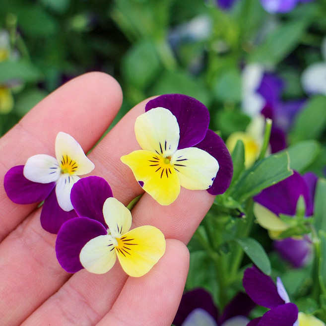 식용꽃 비올라 혼합 (미니 팬지) 30송이