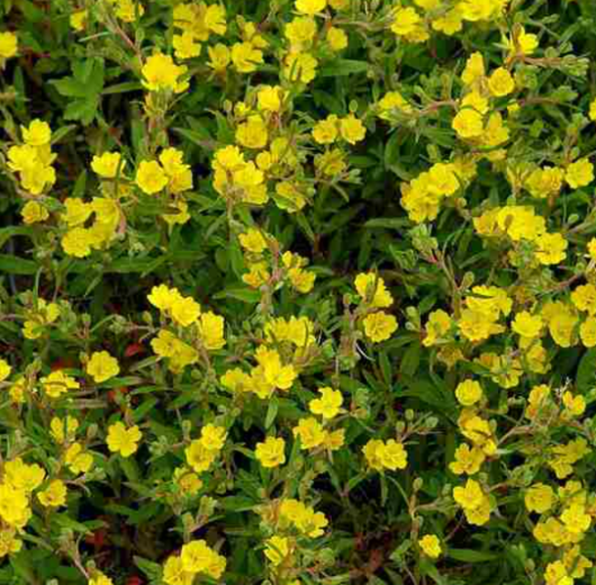 애기노랑낮달맞이 [4포트 복남이네야생화 모종 애기낮달맞이 노랑낮달 애기낮달 낮달맞이꽃], 4개