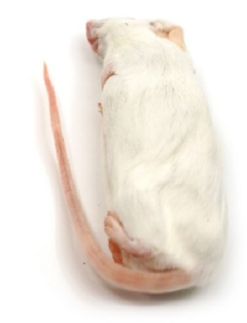 냉동마우스 특대 파충류 뱀먹이, 1개, 32g