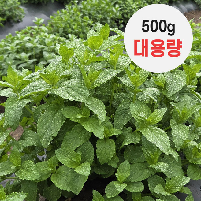 산지직송 스피아민트 100g 민트 허브 모히또 허브차 민트차 쌈채소 민트잎 샐러드채소, 1개, 500g